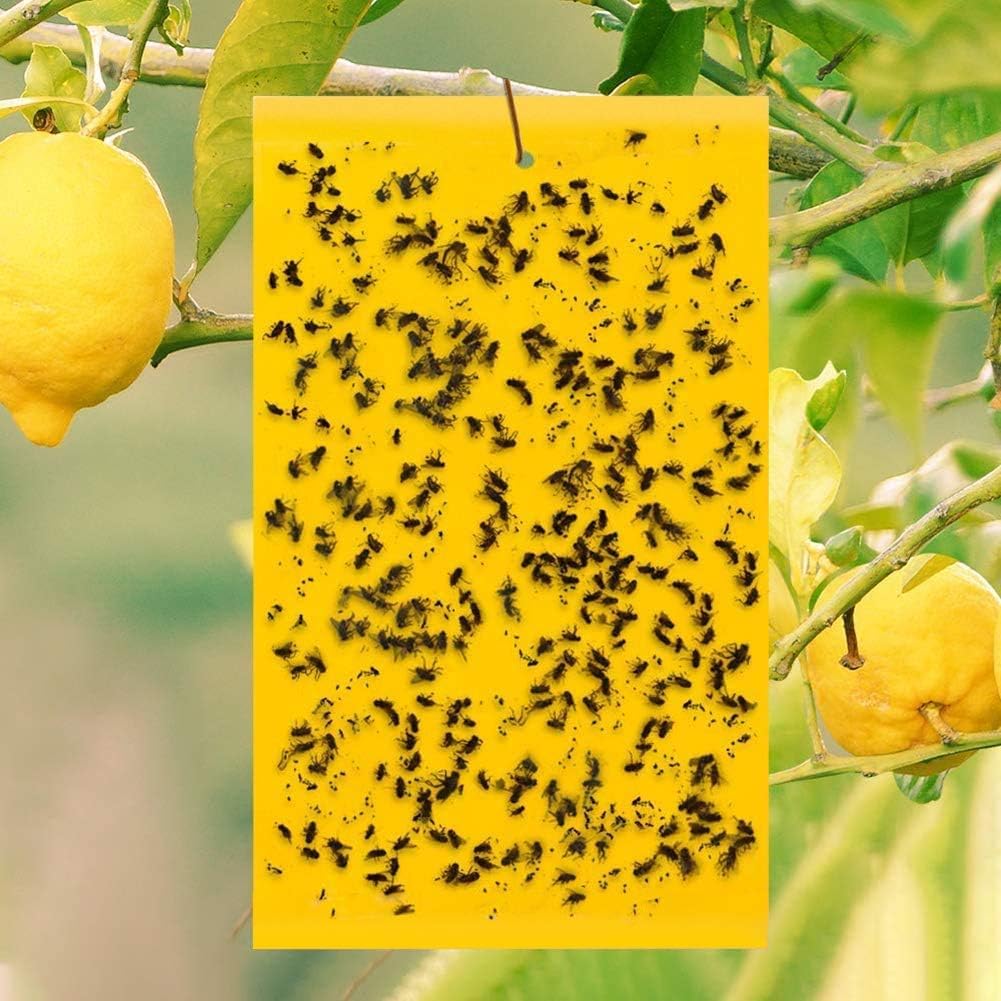 100/80 Pezzi Trappole Acchiappa Mosca Ciliegio, Trappole Gialle Adesive Biadesive per Insetti, Trappola Adesiva per Mosca Bianca e Mosca dell'Olivo (100)