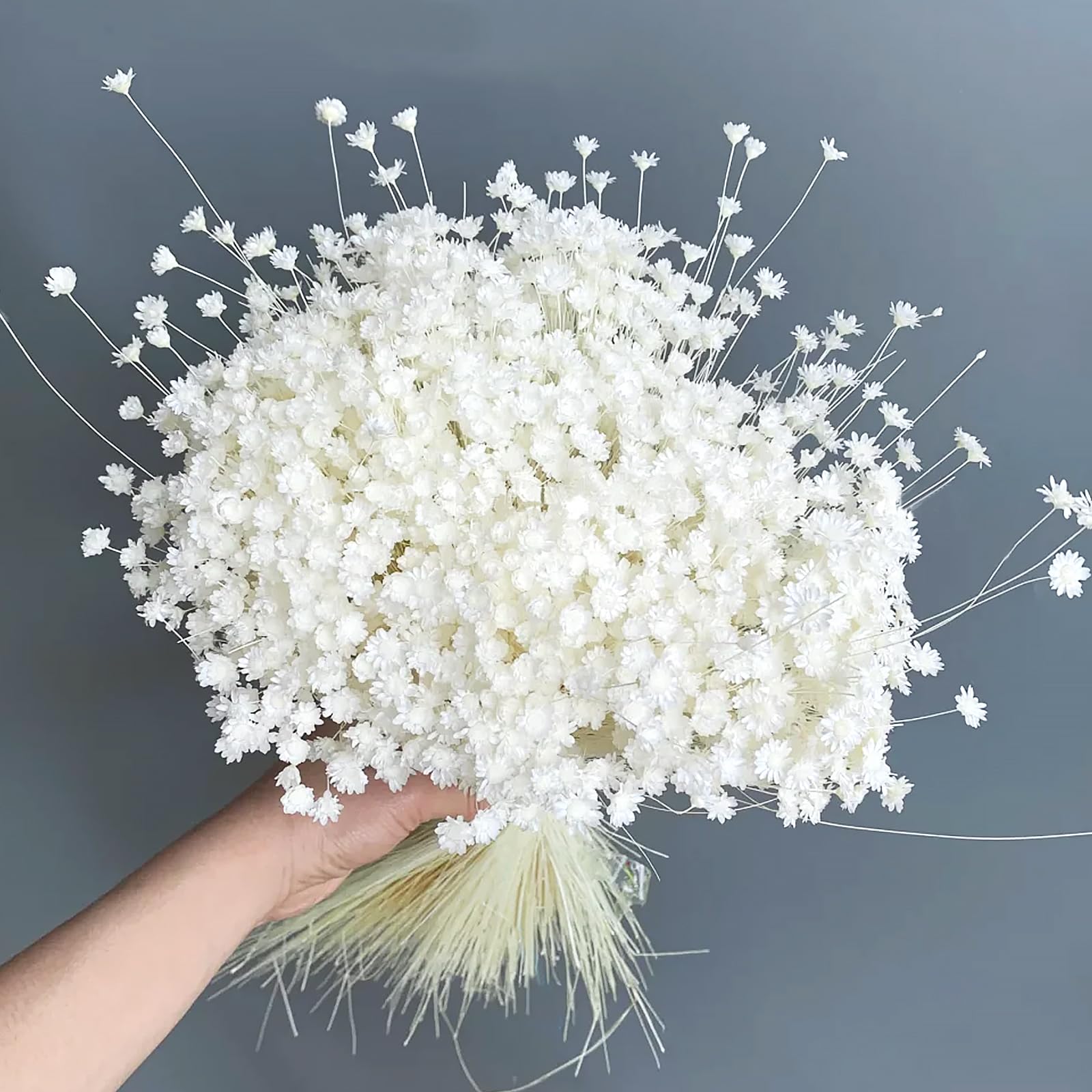 Larber 300 PCS Dried Flowers Brazilian White Small Starflower Flowers Mini Dried Flower Bouquet Daisies Mini Chamomile Flower Bouquet for Flower Arrangement Wedding (Snow-White) - Image 3