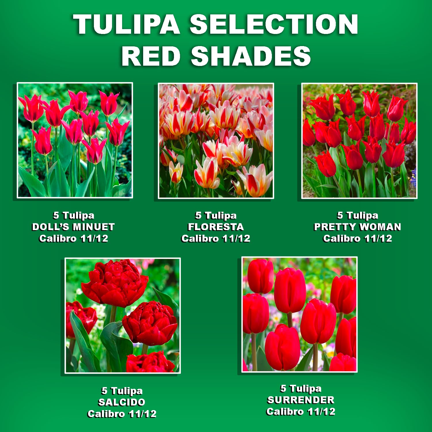 Bulbes de TULIPES | Bulbes des Meilleurs Producteurs Hollandais | Sélection Exclusive et Contrôle Qualité | Floraison Garantie (25 Bulbes de Tulipes Nuances de Rouge)