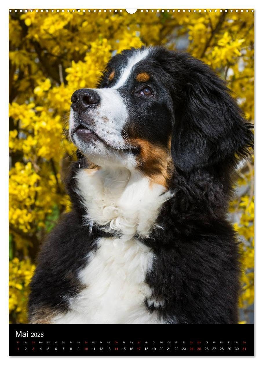 Faszination Berner Sennenhund (hochwertiger Premium Wandkalender 2026 DIN A2 hoch), Kunstdruck in Hochglanz: Auf 13 bezaubernden Fotos begleiten uns Berner Sennenhunde durch das Jahr (CALVENDO Tiere)