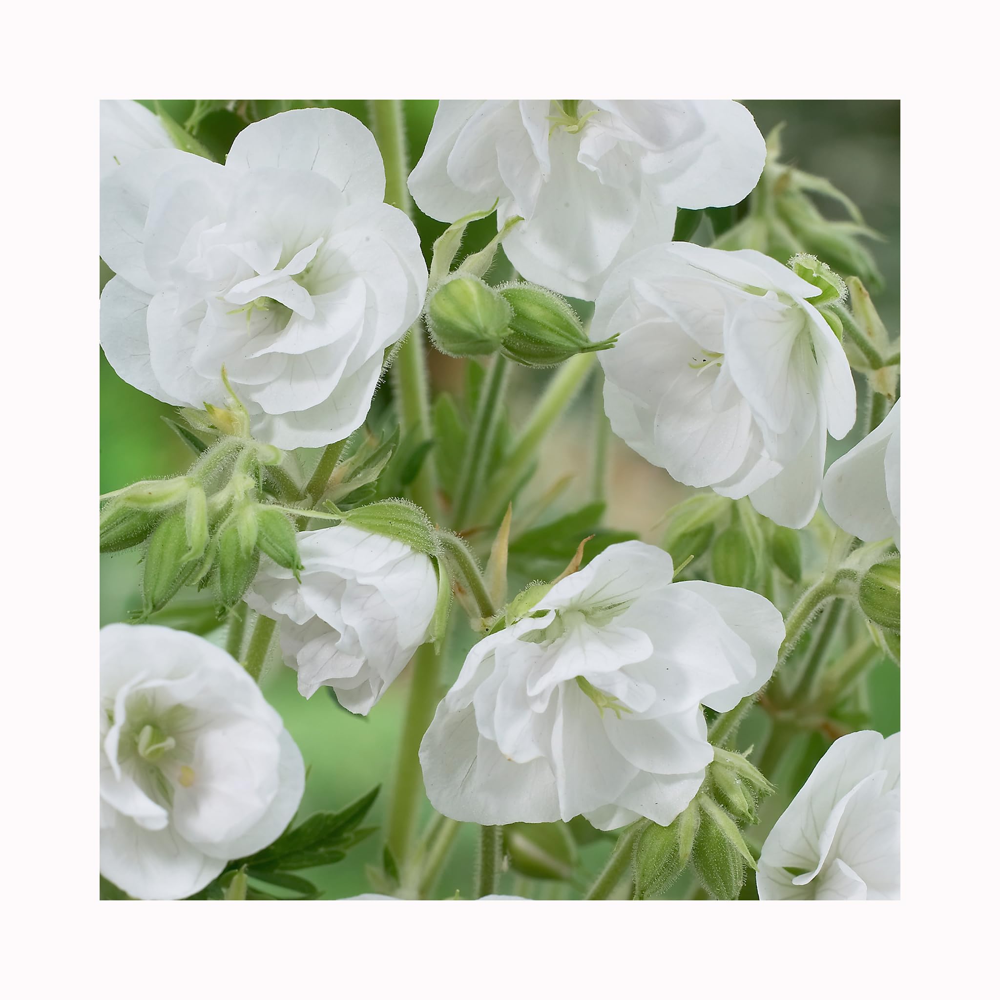 3 Geranium Laura - 3 Established 9cm Plants - Gorgeous Geraniums Established Plants. Hardy Perennials