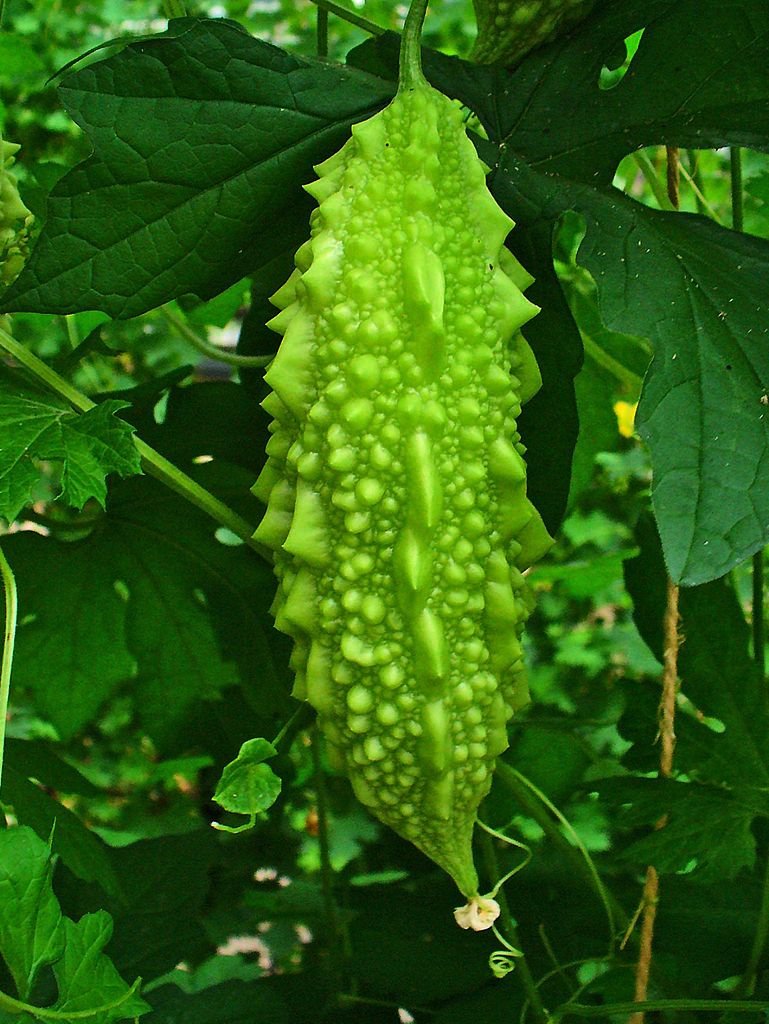 Seedstores :Hybrid Bitter Gourd Karela Seeds for Terrace Top Balcony Poly House Gardening 20 Nos (B00LK03DRQ) Amazon Price History, Amazon Price Tracker