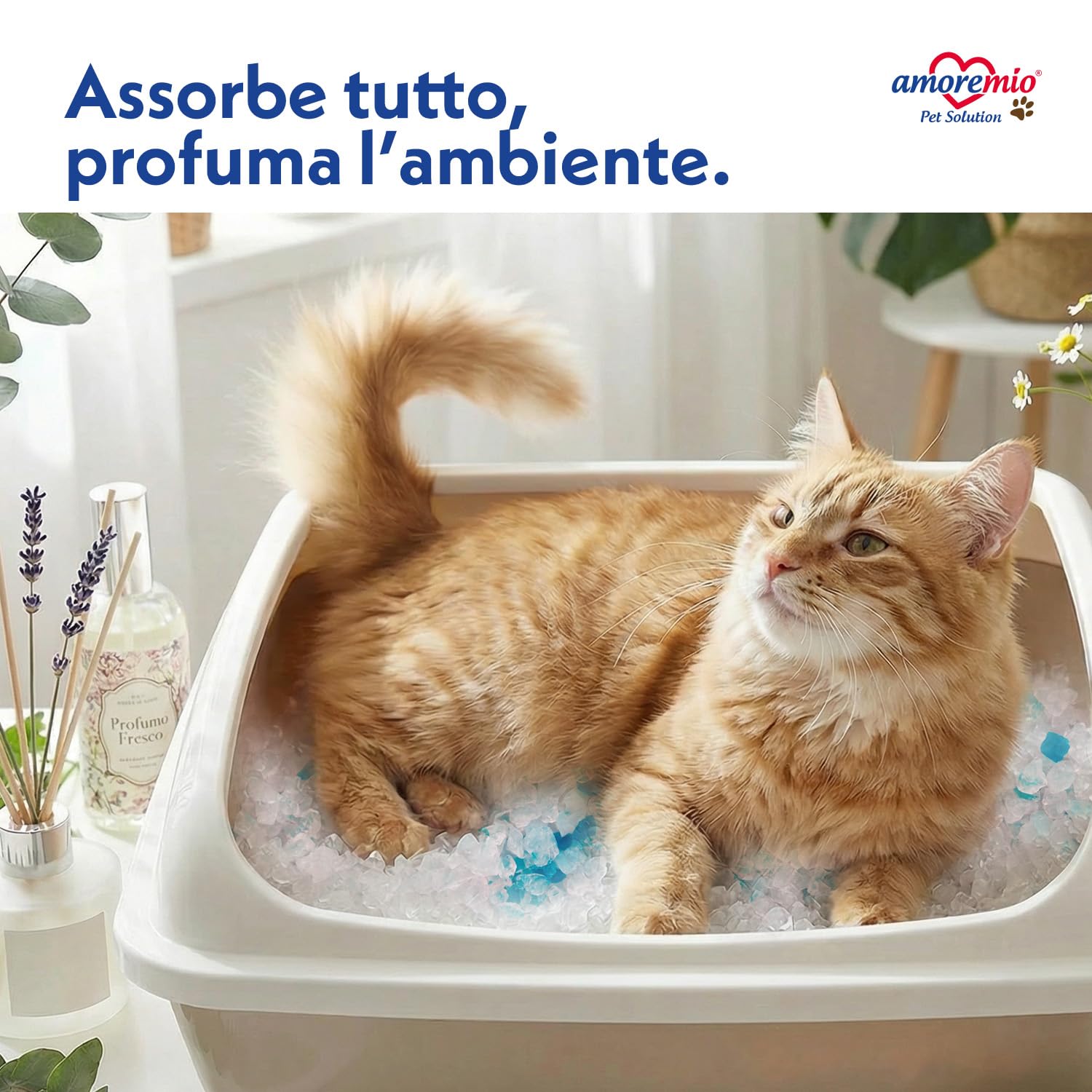 Amore Mio - 33 Litri - Lettiera Gatto - Sabbia in Cristalli di Silicio - ad Alto Assorbimento e Veloce da Pulire, 5,5 Lt (6 Confezioni)