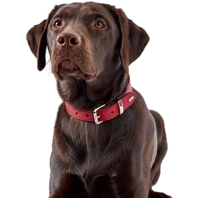 Foto 4 de 5 de Hunter - Collar de perro, fucsia, 47-54 cm, 3,9 cm ancho
