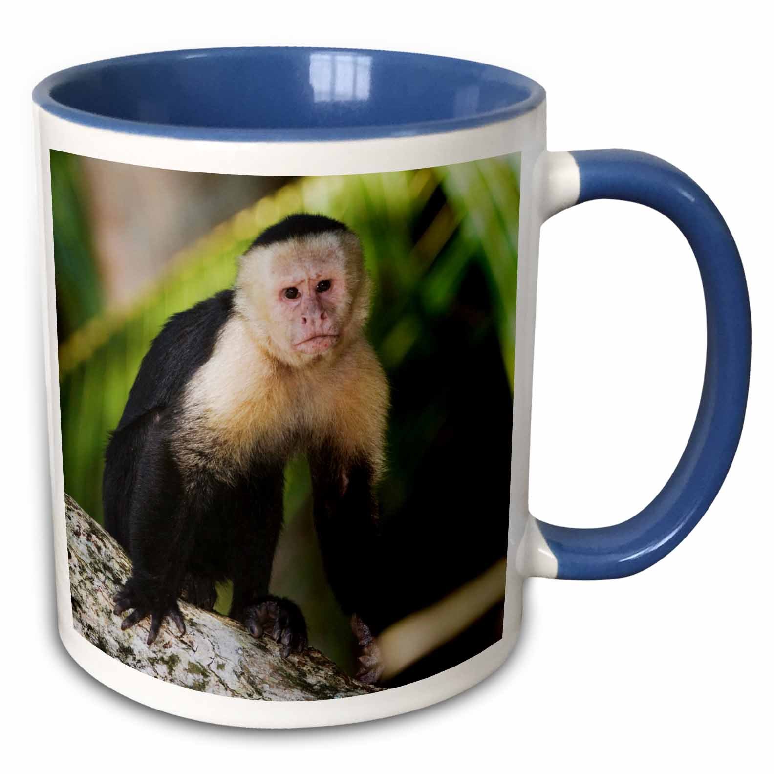 3dRose Faced Capuchin Monkey Mug, 11 oz, Blue/White