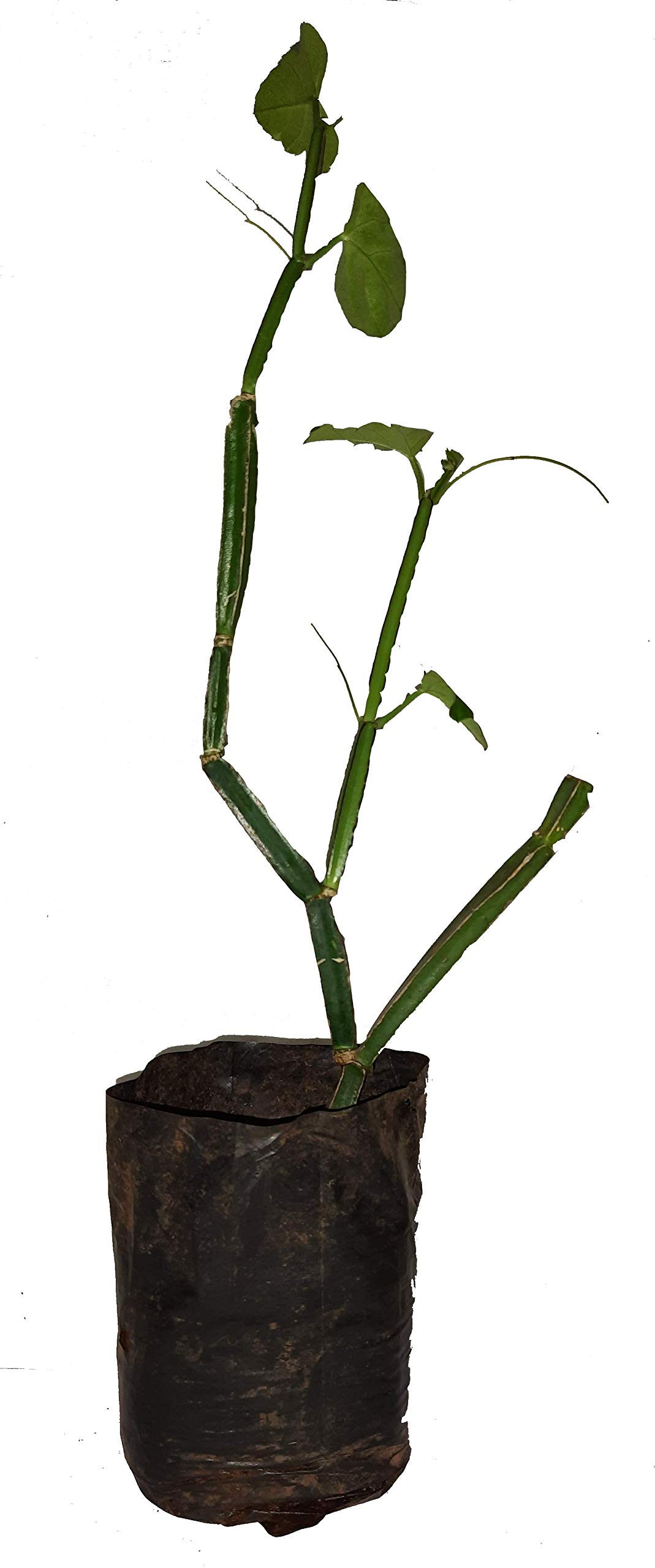 Hadjode,veldt grape, devil's backbone, adamant creeper, asthisamharaka, hadjod and pirandai. (Botanical Name - Cissus quadrangularis) Medicinal Live plant