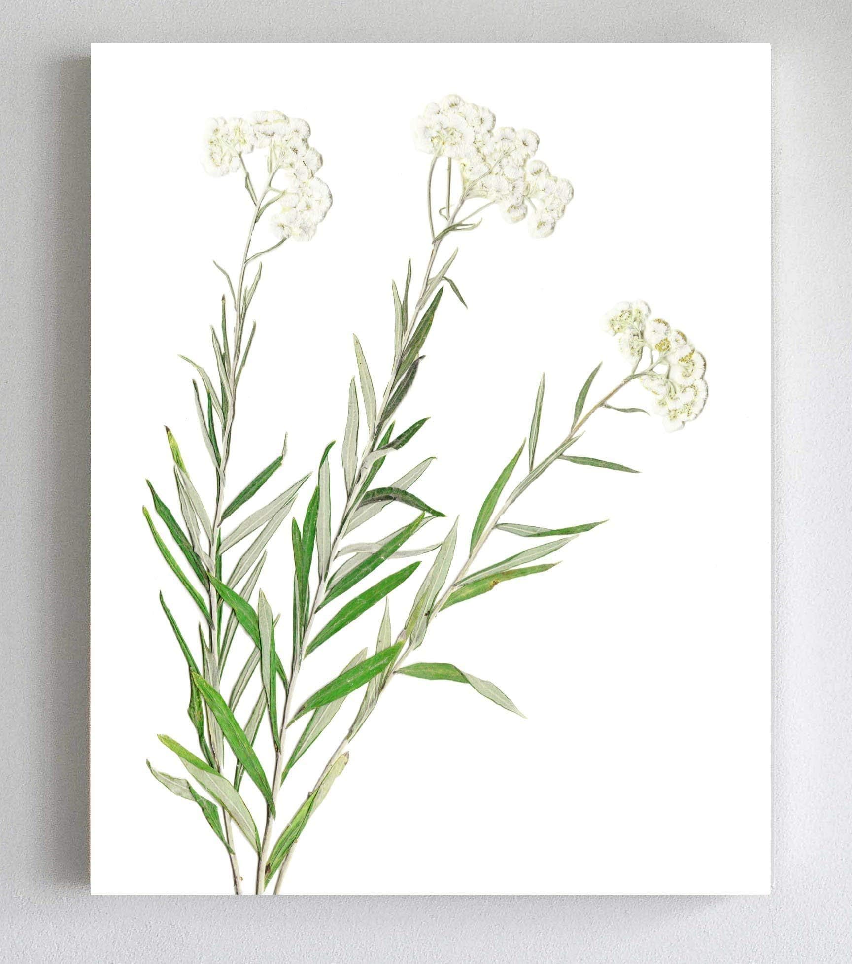 White Pressed Flowers Art Print - Pearly Everlasting - Unframed - 5X7, 8X10 or 11X14 - Montana Wildflowers Prints by Little Green Herbaria