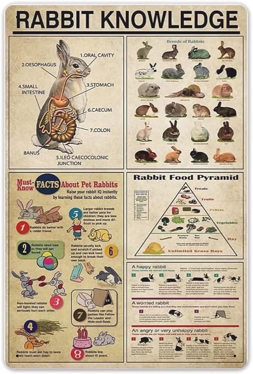 Rabbit Knowledge Metal Signs, Fun Poster For Bar Kitchen Cafe Farmhouse Wall Decor 8x12inch