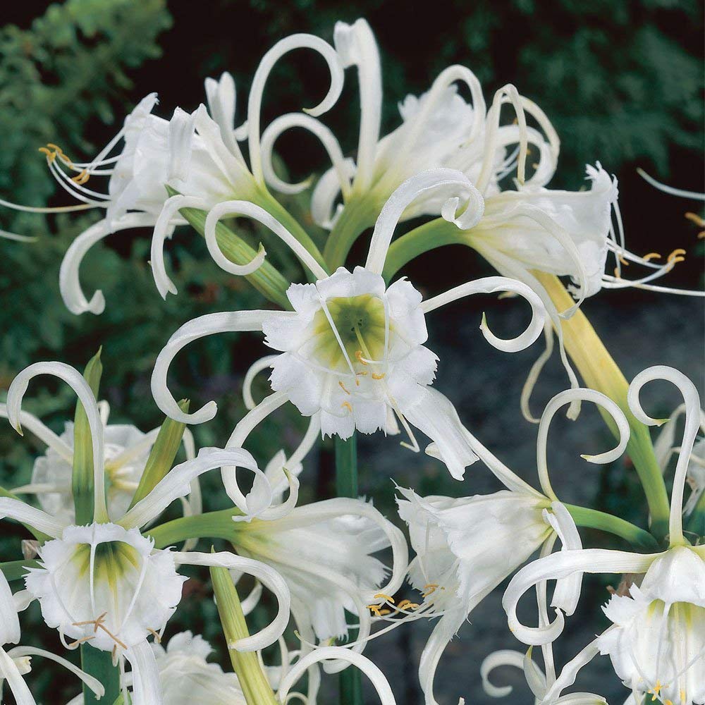 Amazon.com : Hymenocallis festalis Zwanenburg ( 2 Jumbo Bulbs