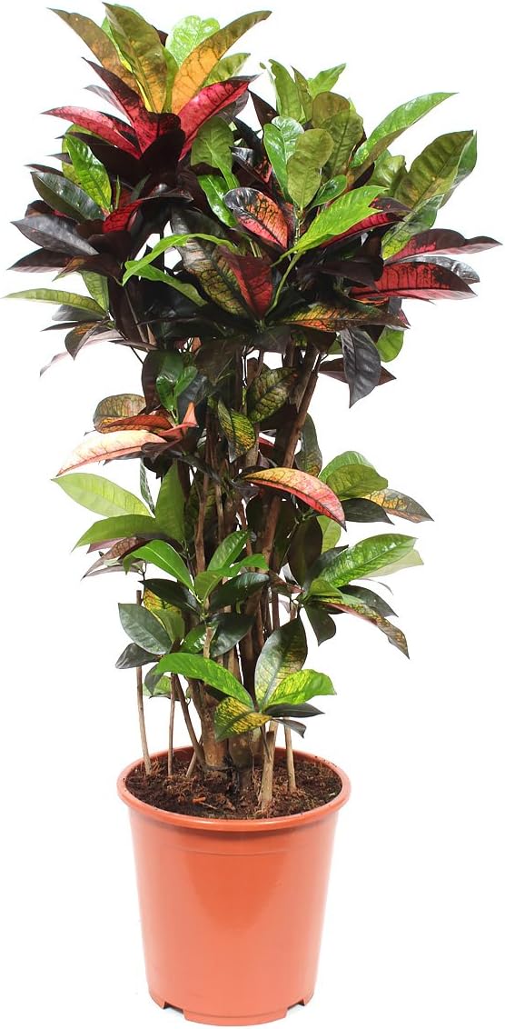 Indoor Plant from Botanicly – Croton – Height: 100 cm – Codiaeum variegatum Mrs Iceton
