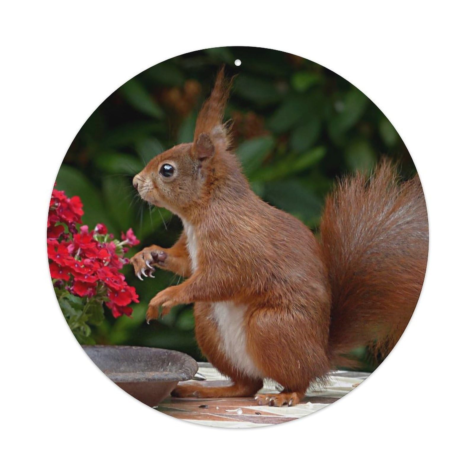 Animal Cute Little Squirrel Metal Tin Sign