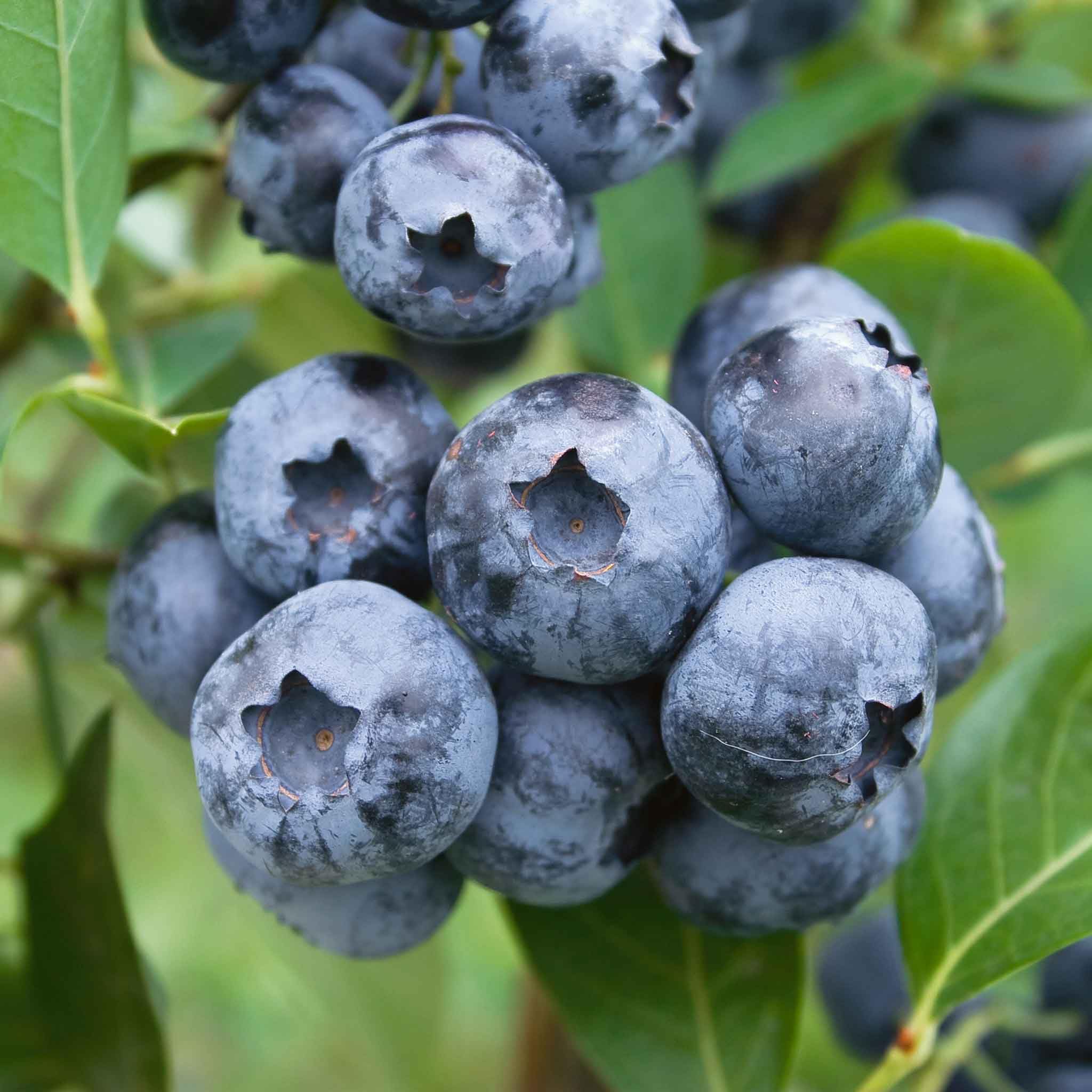 Marshalls Garden Blueberry 'Bluecrop' Plant - High Yield, Self Fertile, Hardy Bush for Pots and Gardens 1.5 Litre Plant