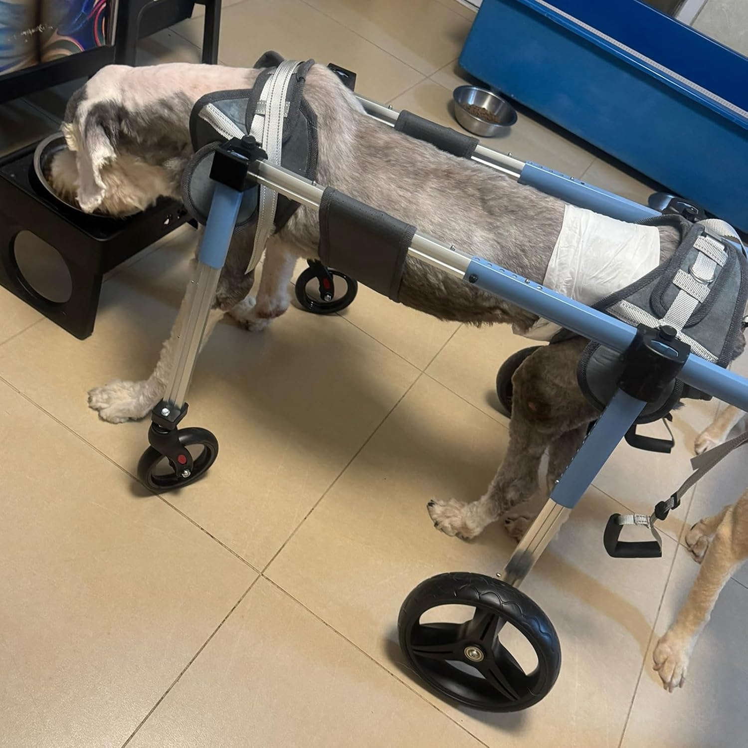 犬 車椅子 調節可能なペット用移動補助具、 4輪フルサポート犬用車椅子、 後足が不自由で怪我をした麻痺したペット用の小型・中型・大型