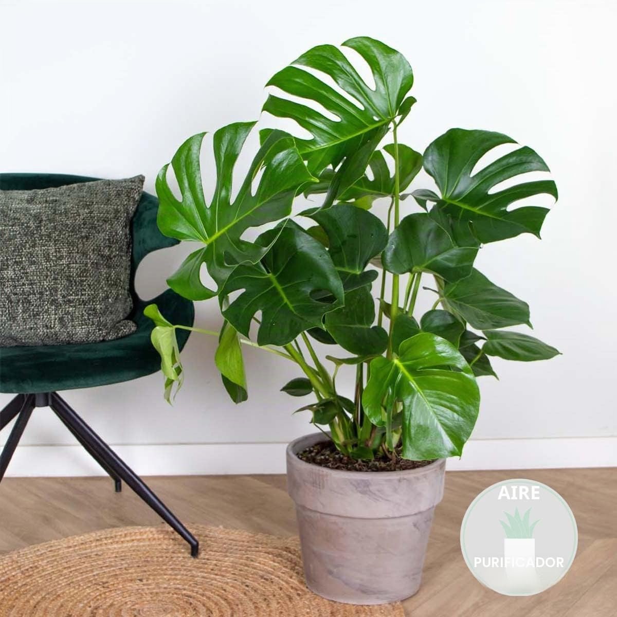 Bloomique - Monstera deliciosa - Costilla de Adán - Plantas de interior - Purificadora del aire - Fácil de cuidar - Altura 70-80 cm - Maceta 21 cm