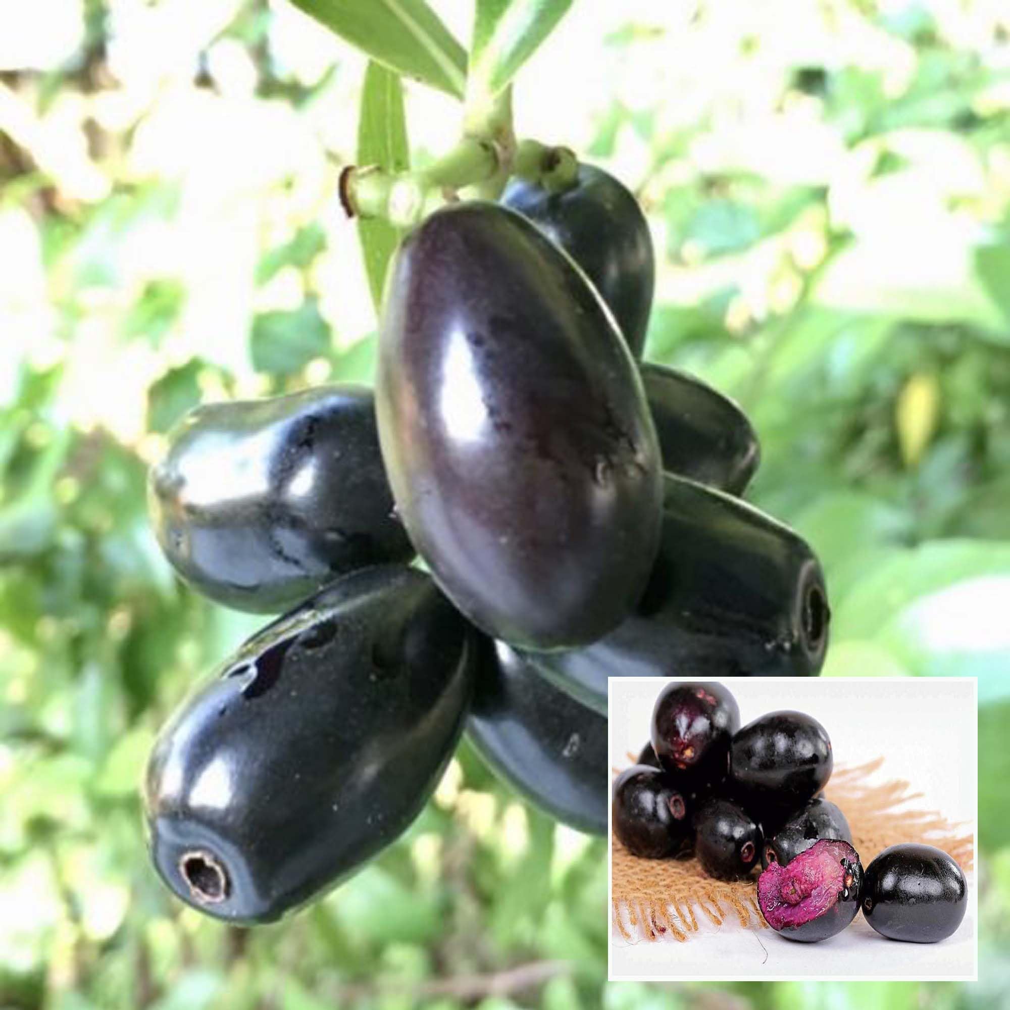 HAPING Thai Black Jamun Jambolan Jam Grafted Fruit Live Plant (1.5-3 Feet Height) (B0CV7T5NYZ) Amazon Price History, Amazon Price Tracker