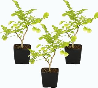 MyShelfie – Orange Honeysuckle Starter Plant (Tecomaria capensis), 2-Inch Live Plant, Hardy Perennial Shrub or Vine, Vibrant Orange Trumpet Flowers, Outdoor Garden Landscape Plant (3)
