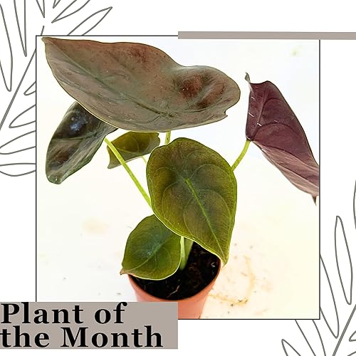 Miniatura 3 de Alocasia - Plantas vivas en maceta de 2 pulgadas, seguro para mascotas, fácil de cultivar, purificador de aire, plantas de interior, flores para el