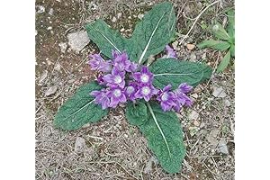 10pcs Mandragora Plant Seeds