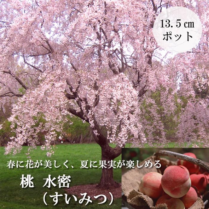 桃の苗木（照手水蜜桃）実が付き(1点物）結実経験あり超大苗4/29 Amazon.co.jp: 果樹苗 花木 桃 水密 すいみつ 13.5cmポット 照手水蜜