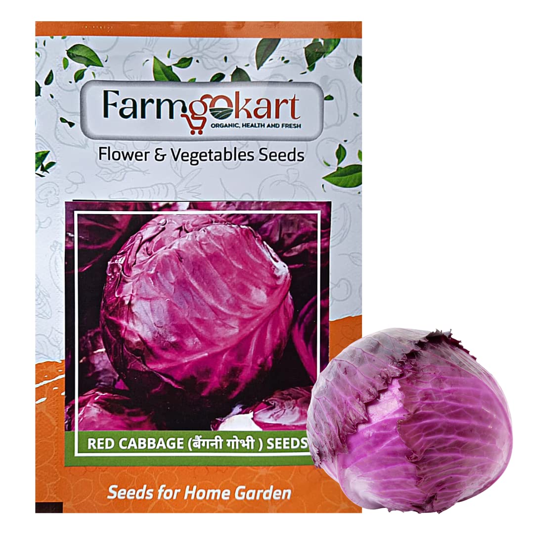 Farmgokart |Pack of 150 Nos | RED CABBAGE | Best Suitable For Terrace And Home Gardening |Quality Exotic vegetable Seeds| (B09QK9R5T1) Amazon Price History, Amazon Price Tracker