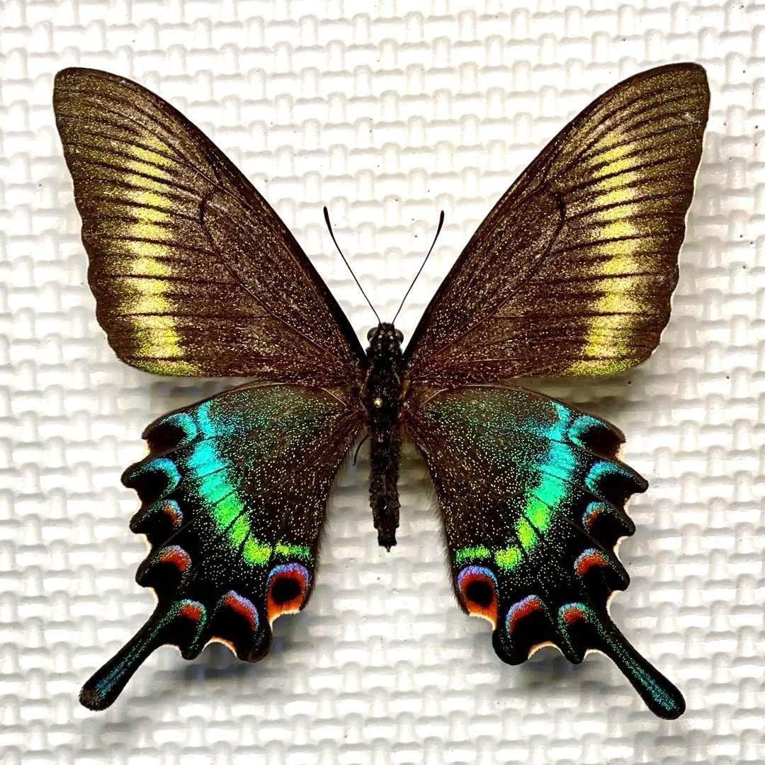 蝶標本　ミヤマカラスアゲハ(春型夏型　♂️♀53頭)大型ドイツ標本箱二箱入り 蝶標本 ミヤマカラスアゲハ(春型夏型 ♂️♀53頭)大型ドイツ標本