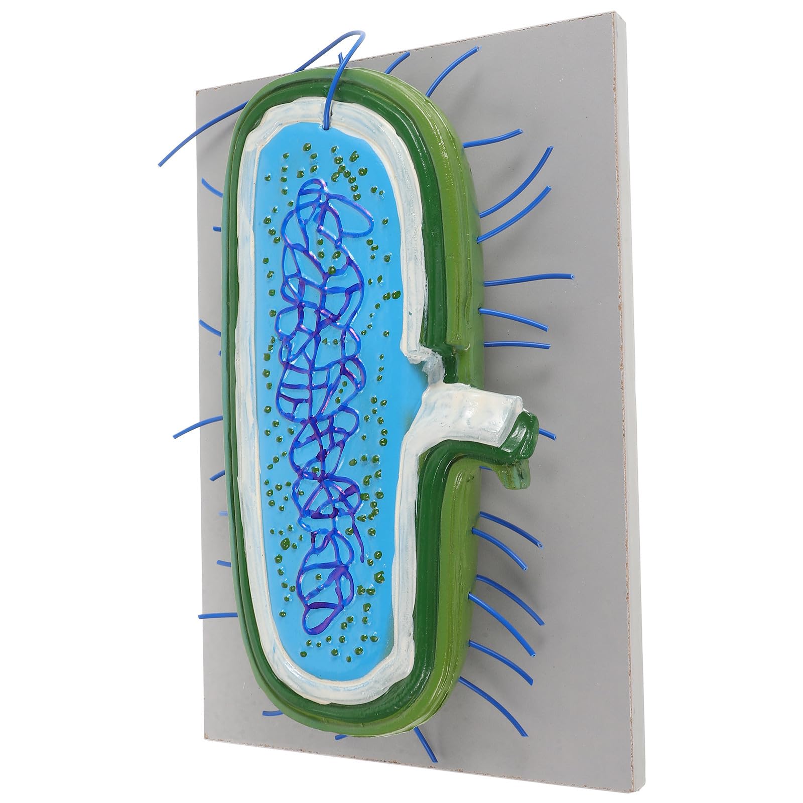 Cellulare Didattico di Microbiologia per Insegnamento della Biologia, Sussidio Didattico Anatomico Scientifico Dettagliato per Scuole e Programmi Educativi