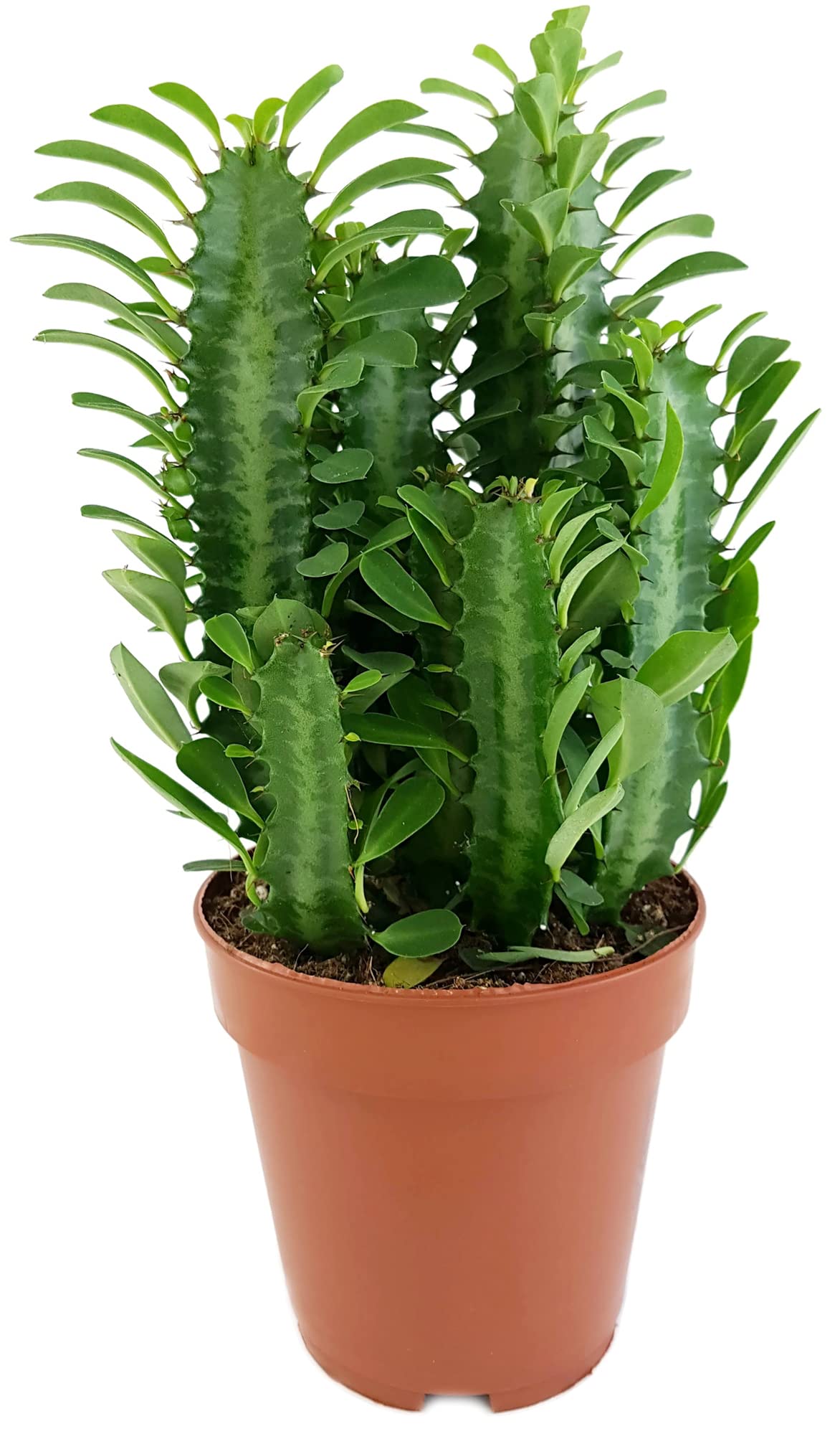 Fangblatt Euphorbia trigona Green - grne dreikantige Wolfsmilch  pflegeleichte Sukkulente ca. 30 cm hoch Zimmerpflanze : Amazon.de: Garten
