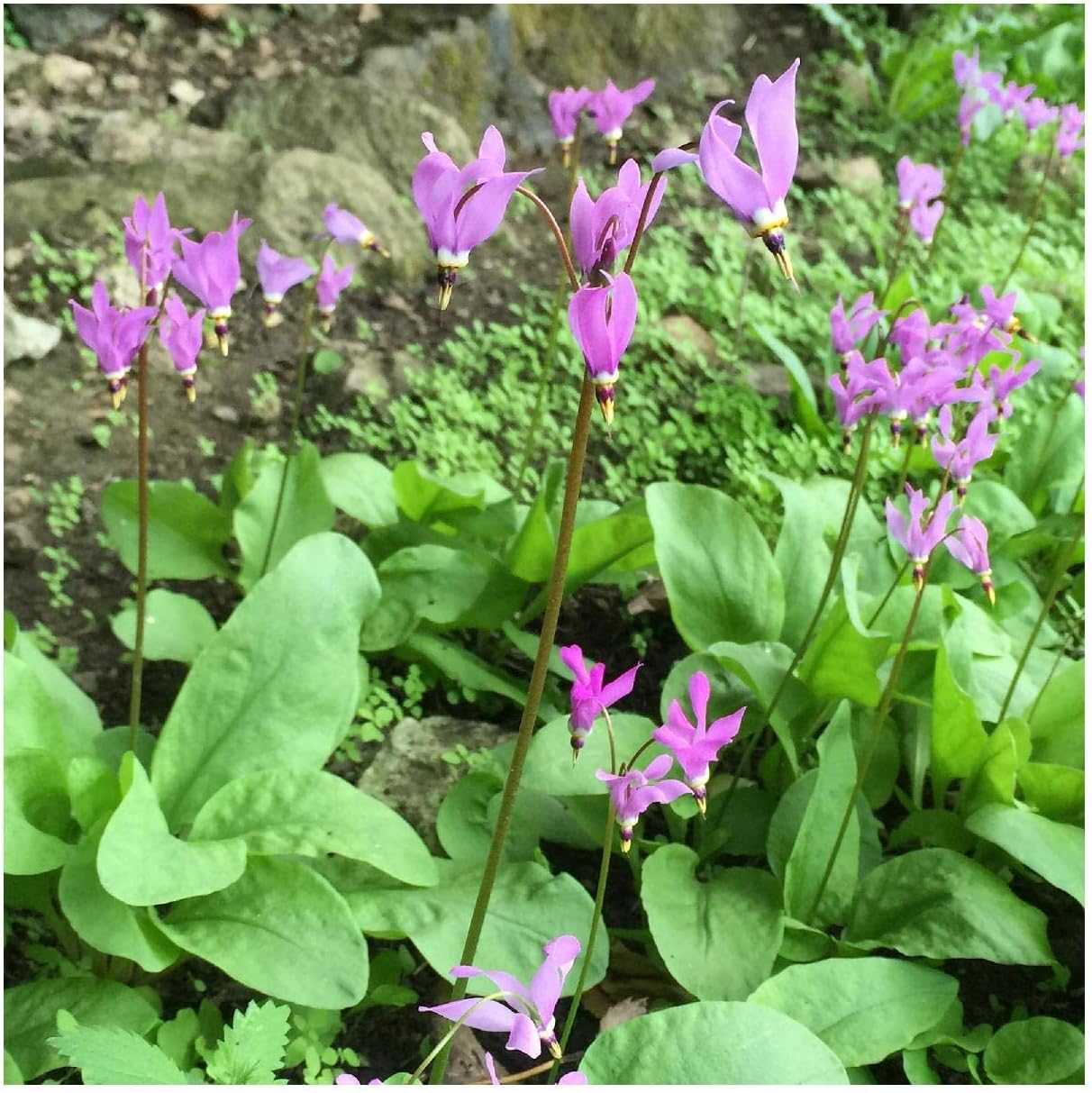 Everwilde Farms - 1 Oz Midland Shooting Star Native Wildflower Seeds - Gold Vault