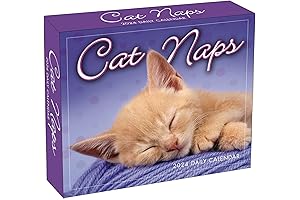 Cat Naps 2024 Boxed Daily Desk Calendar