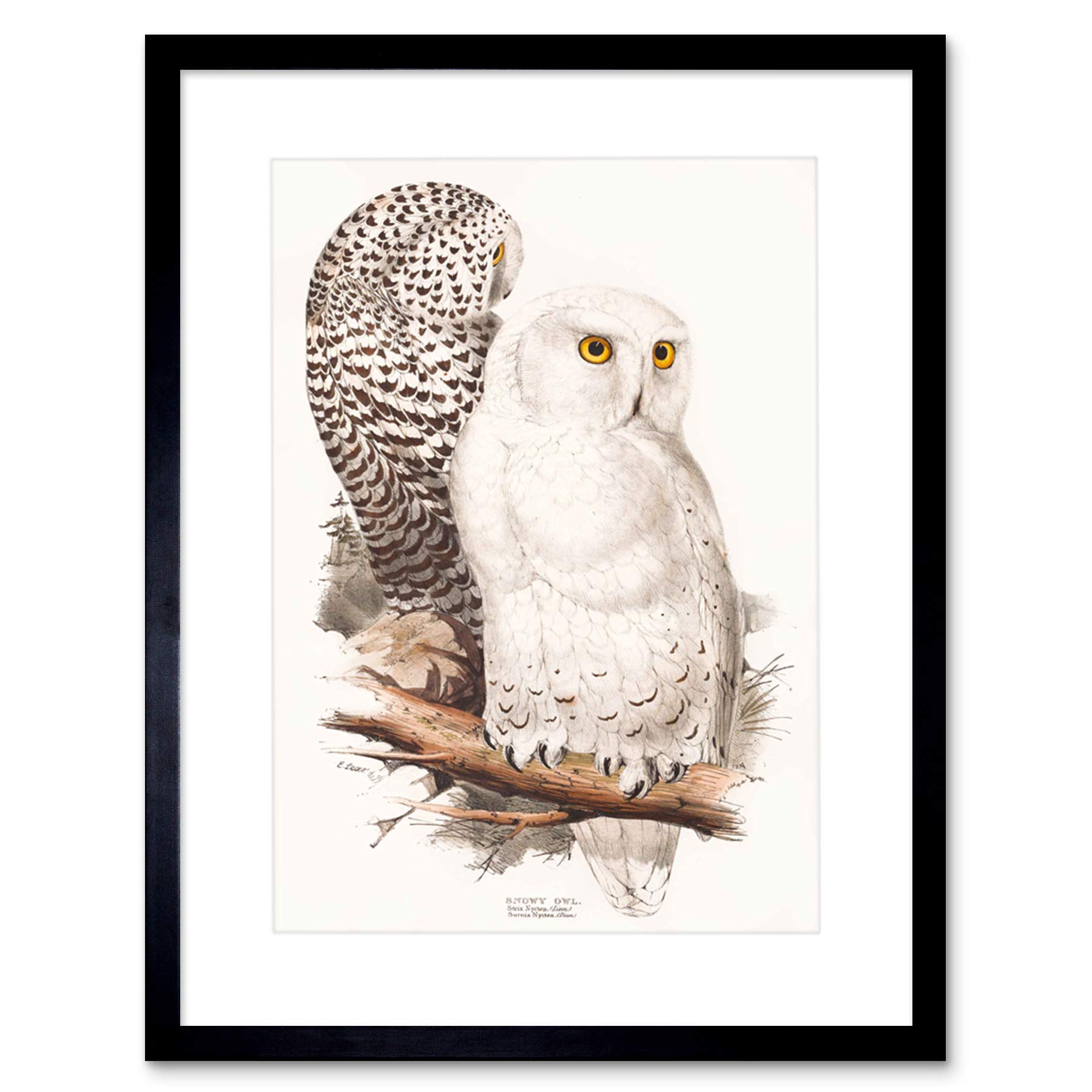 Wee Blue Coo PAINTING BIRDS GOULD LEAR SNOWY OWL PAIR BLACK FRAMED ART PRINT B12X12812