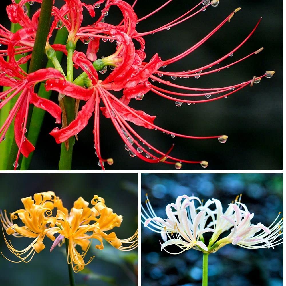 PLANTOGALLERY Beautiful Spider Lily Flower Bulb Grow All Season for Home Garden - Pack of 5 Bulbs (B09B2MH9NW) Amazon Price History, Amazon Price Tracker