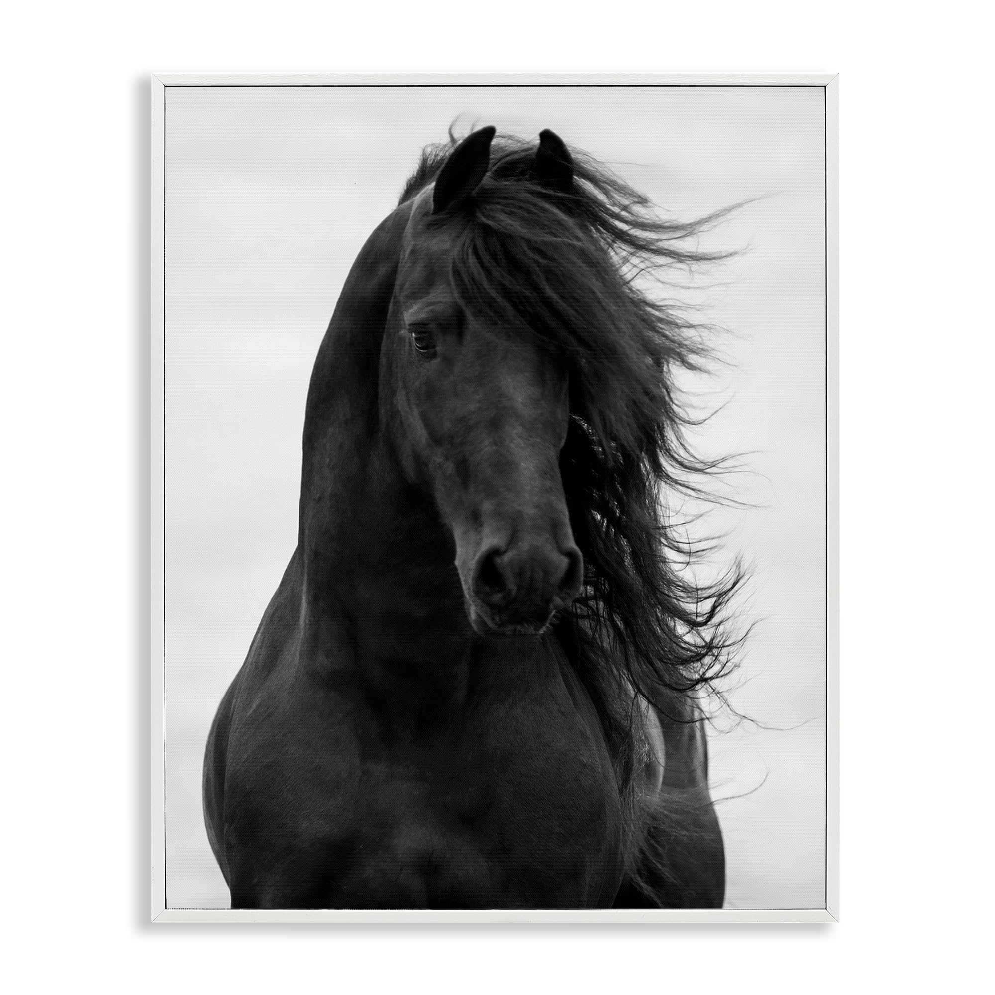Stupell Industries 'Black Stallion Horse Portrait' - photographs | Mubboo