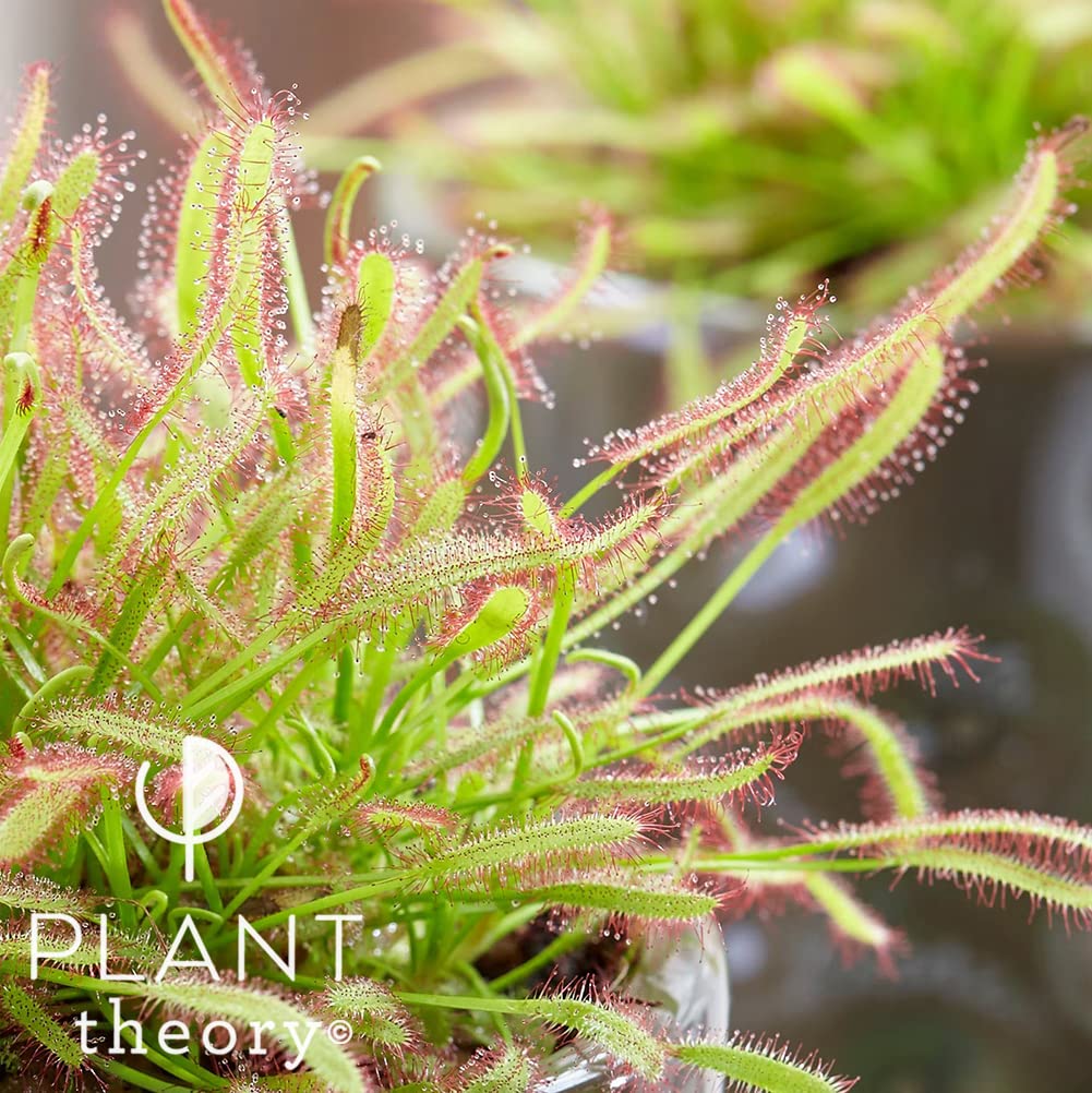 Plant Theory 10cm Cape Sundew Drosera Capensis Easy Care Indoor Plant 8.5cm Pot