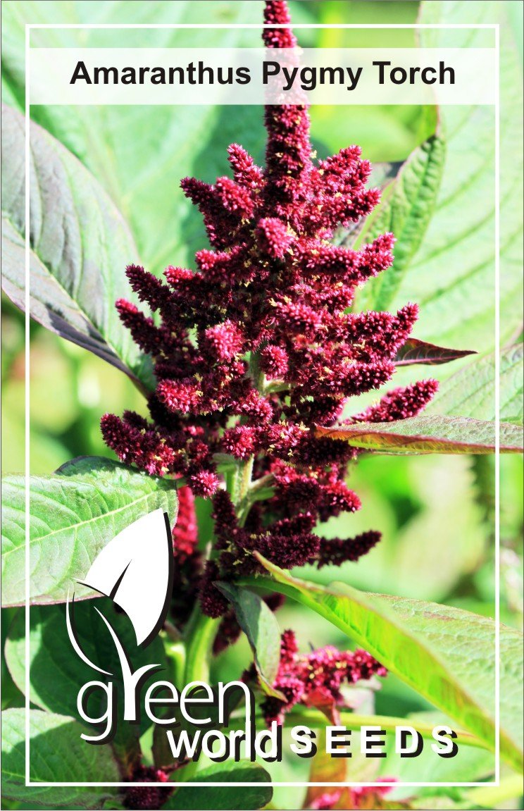 Amaranthus Pygmy Touch 50 Seeds-image-21