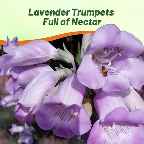 Miniatura 6 de Outsidepride Shell Leaf Penstemon o Large Beardtongue Penstemon Wild Flowers - 2000 Semillas