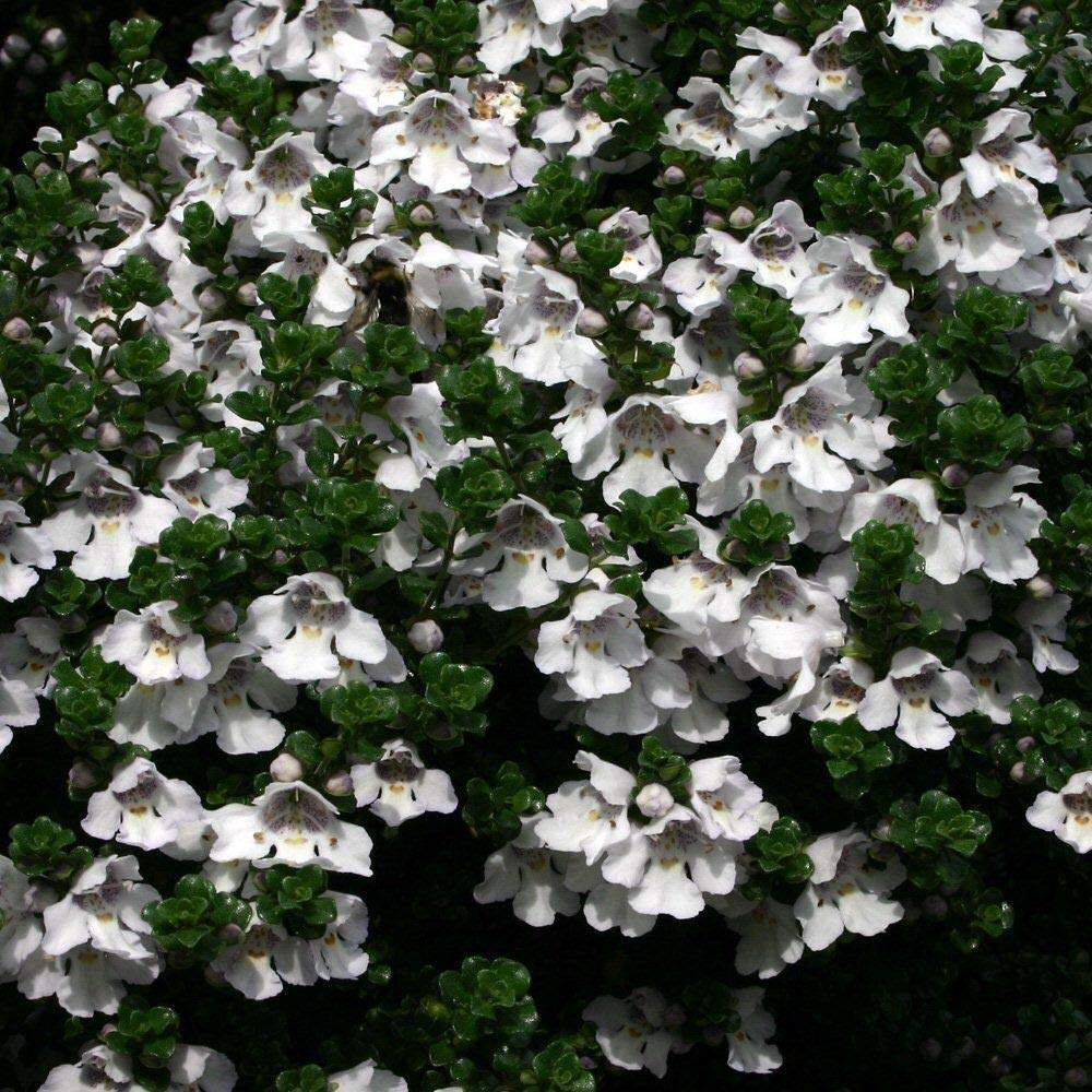Portal Cool 1L Pot Prostanthera cuneata Alpino Mint Bush arbusto sempreverde