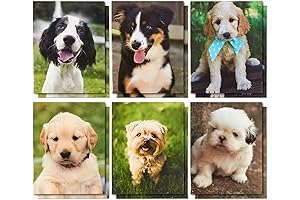 BLUE PANDA 12 Pack of 2 Pocket File Folders