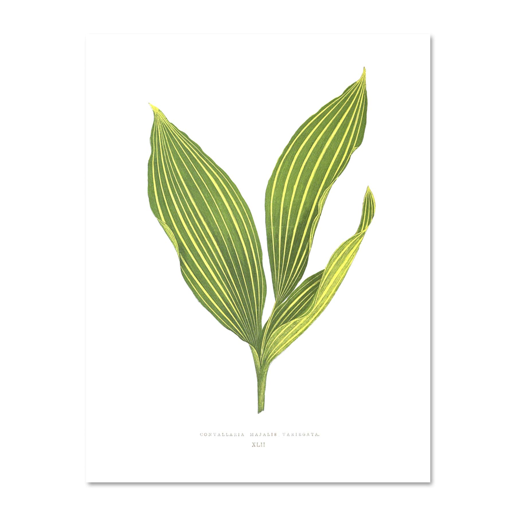 Wee Blue Coo Leaf Convallaria Majalis Variegata Large Framed Art Print Wall Poster 18x24 inch