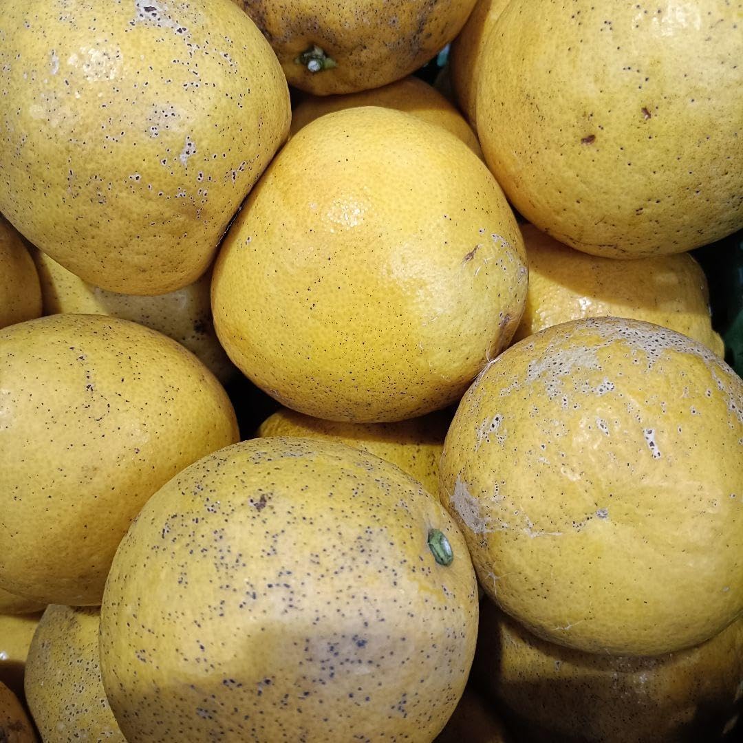 河内晩柑1.5kg 和製グレープフルーツ