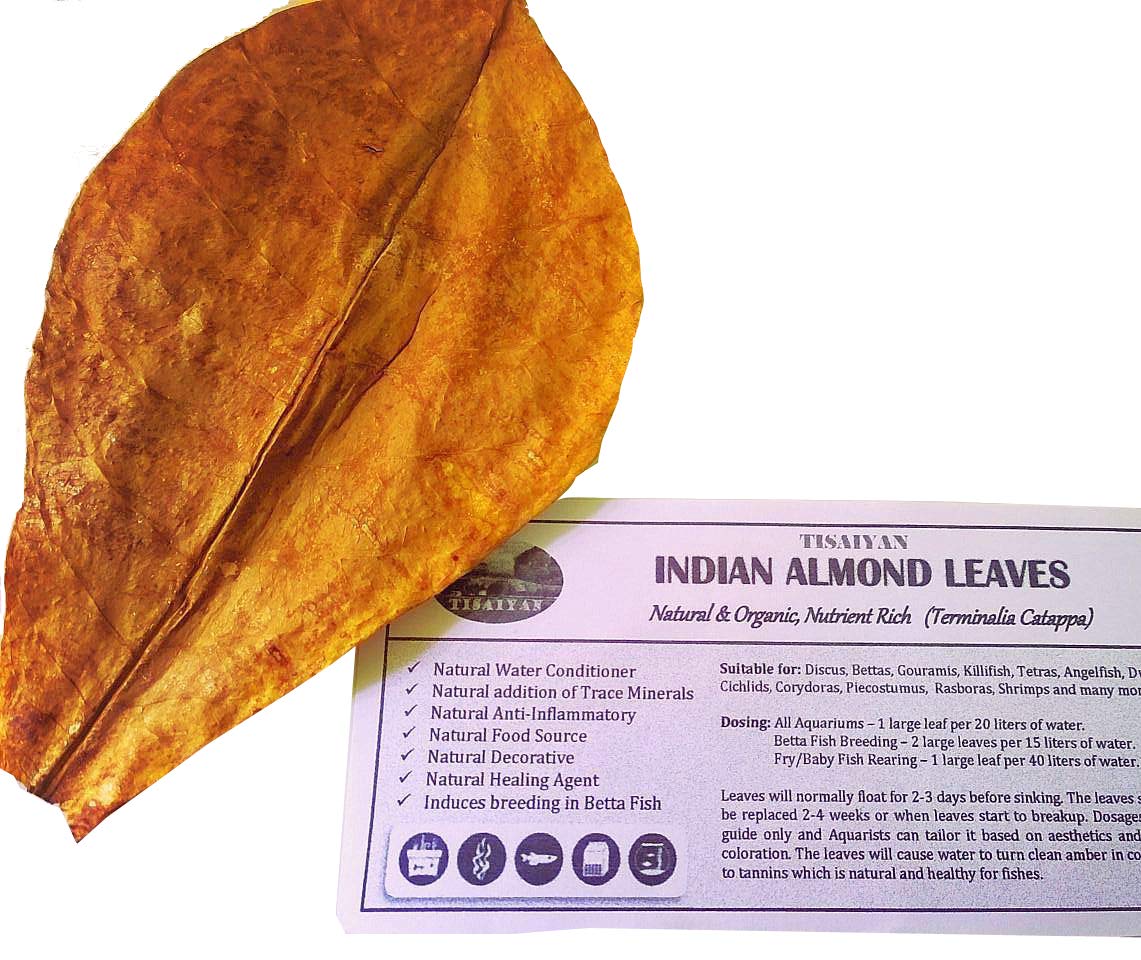 See full amazon price history chart for FarmCrane Indian Almond Catappa Leaves, Premium, Standard size, 100% Naturally Aged= 12 leaf FarmCrane Indian Almond Catappa Leaves, Premium, Standard size, 100% Naturally Aged= 12 leaf (B07QS5HWLF) Amazon Price History, Amazon Price Tracker