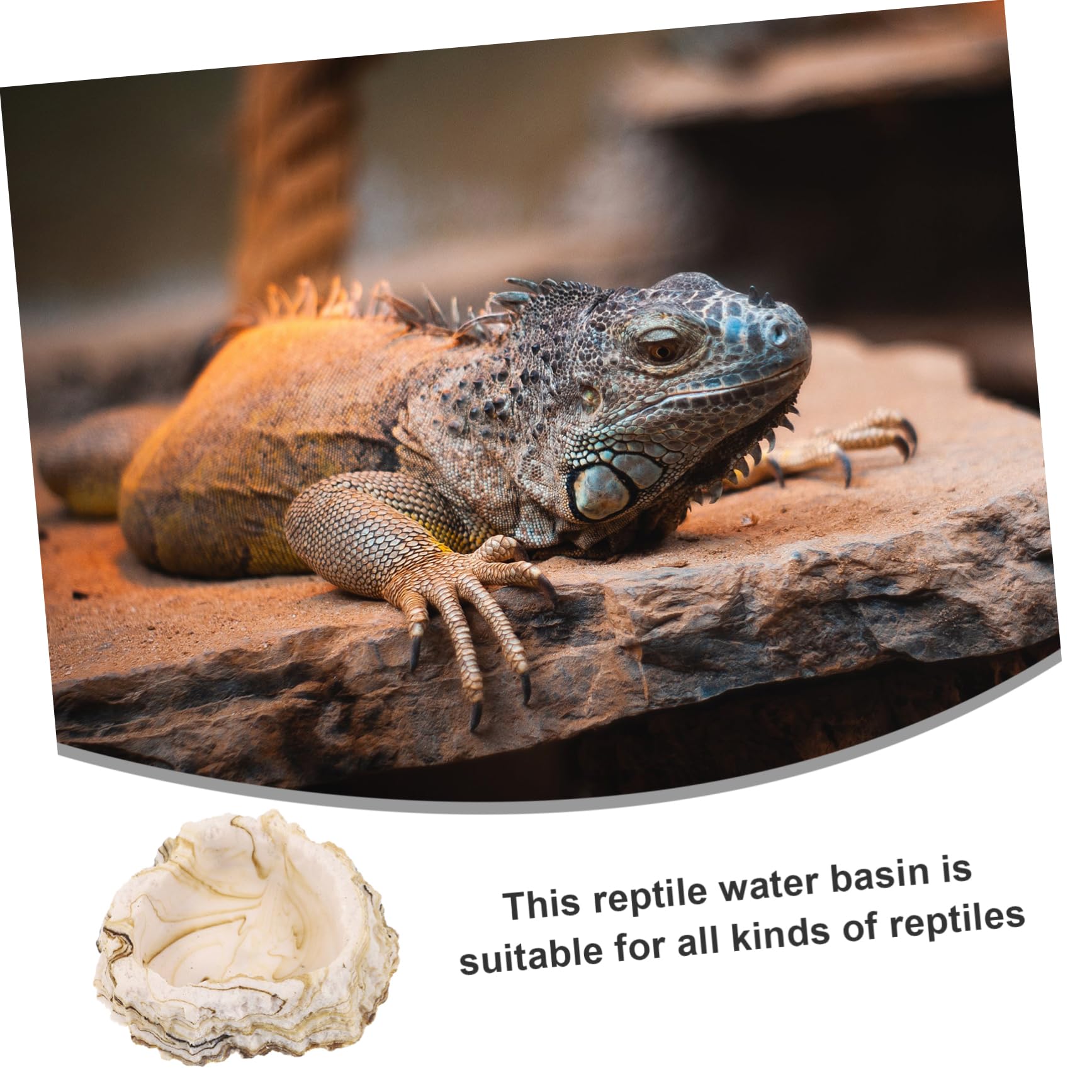 Toddmomy 5piezas Tazón De Alimentación y Agua para Reptiles Plato De Resina para Terrario Diseño Estable y Duradero para Comida y Bebida De Mascotas Reptiles Accesorio De Terrario para