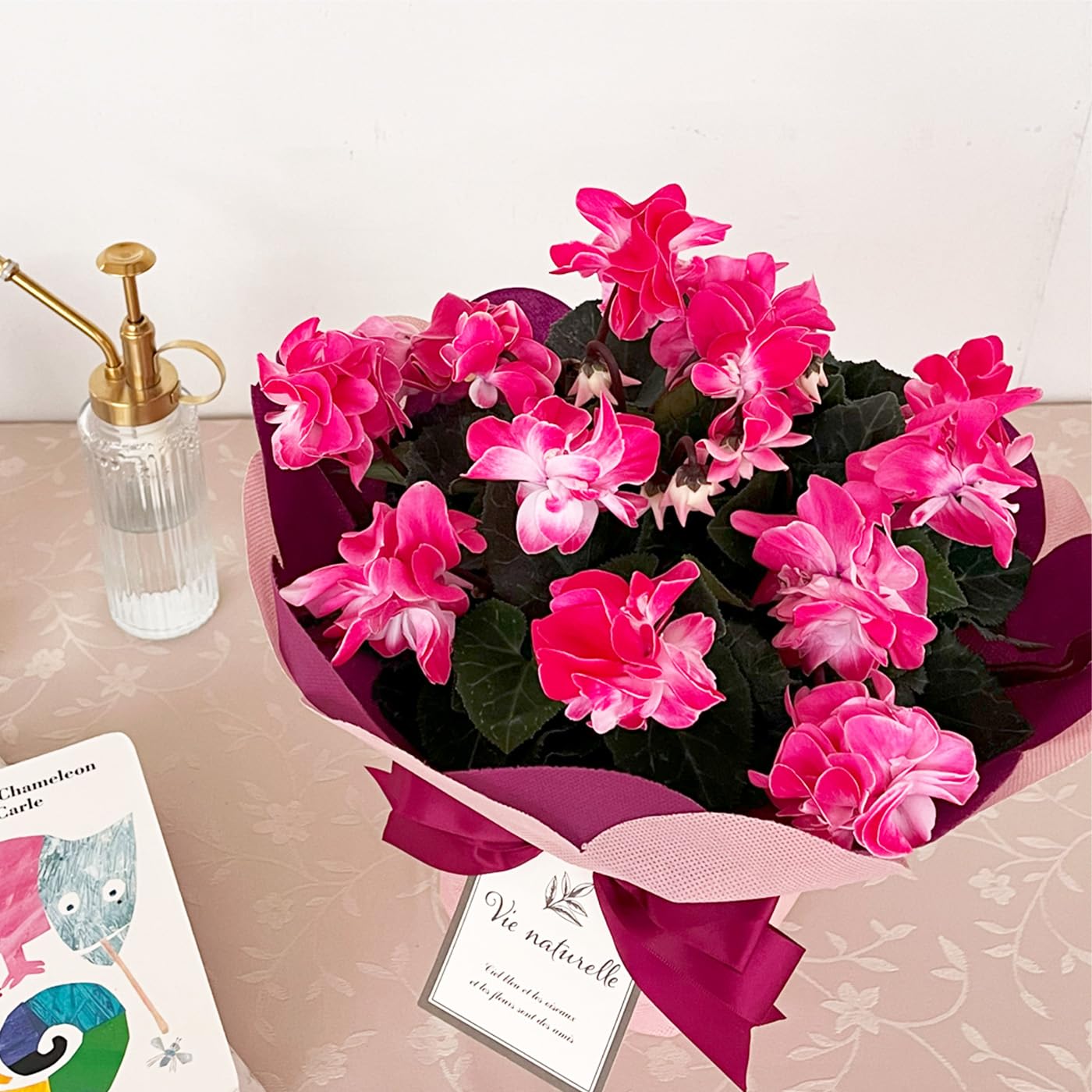 Amazon.co.jp: 予約販売 シクラメン ウインク シャワーハート 5号鉢