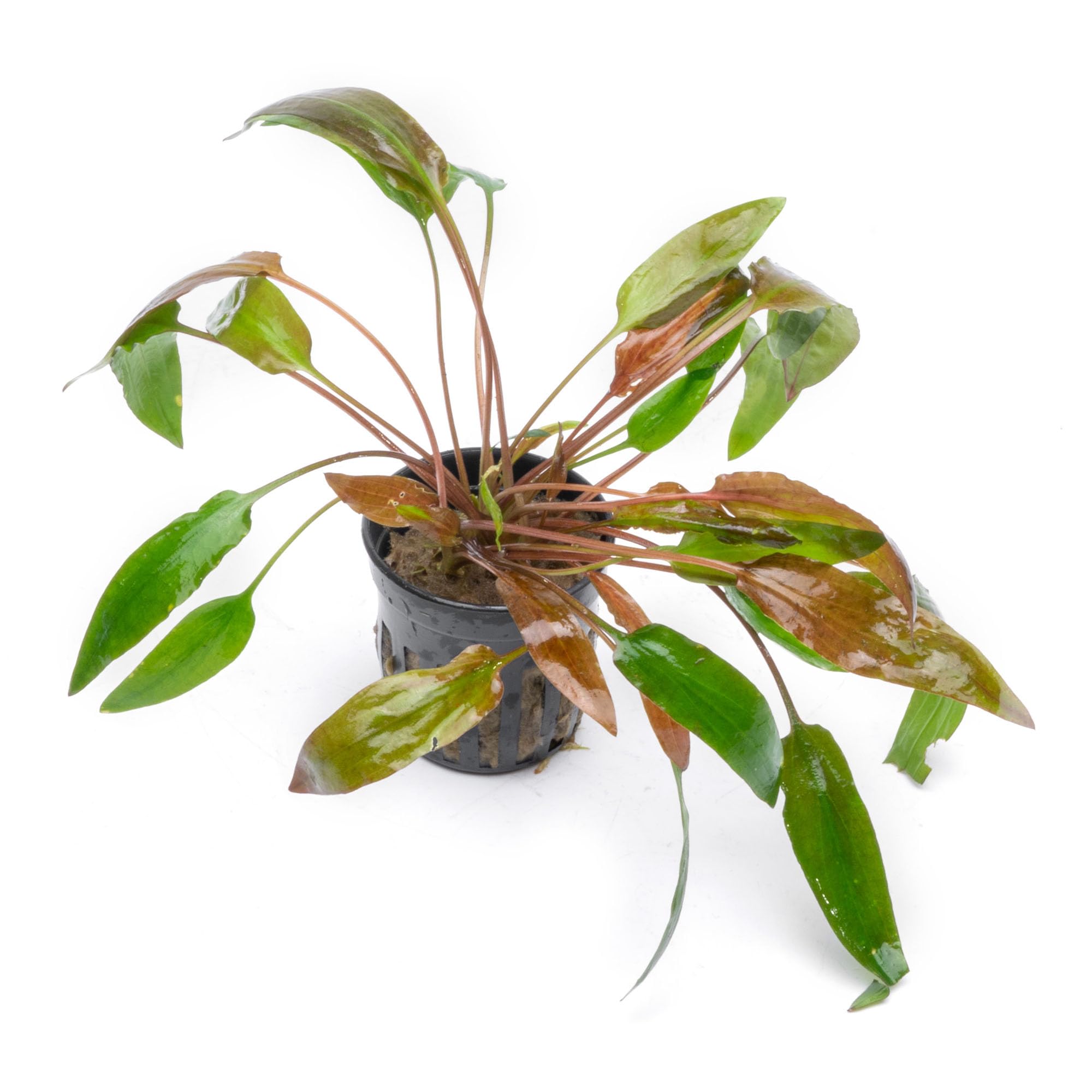 Amazon.com: SubstrateSource Cryptocoryne Live Aquarium Plants