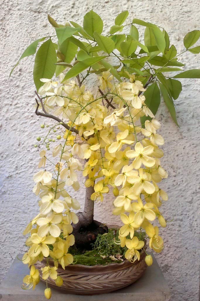 Bonsai Suitable Amaltash Cassia fistula Golden Shower Seeds Pack of 50 Seeds