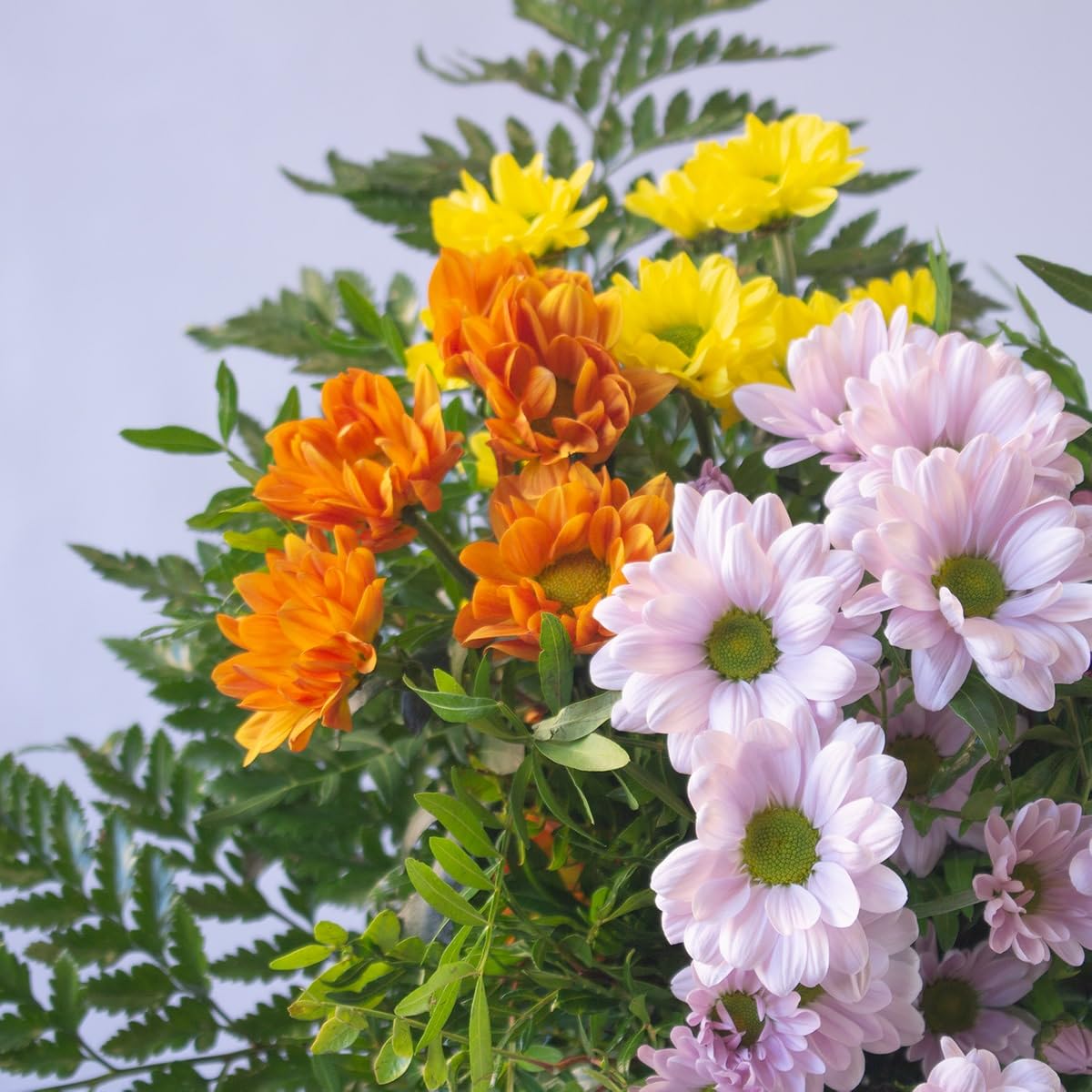 Acurrucalas® - Ramo Margaritas Variadas con Dedicatoria - Flores Naturales - Día de la madre - Flores cumpleaños - Ramo de Flores Frescas - Entrega en 24 horas de Martes a Sábado