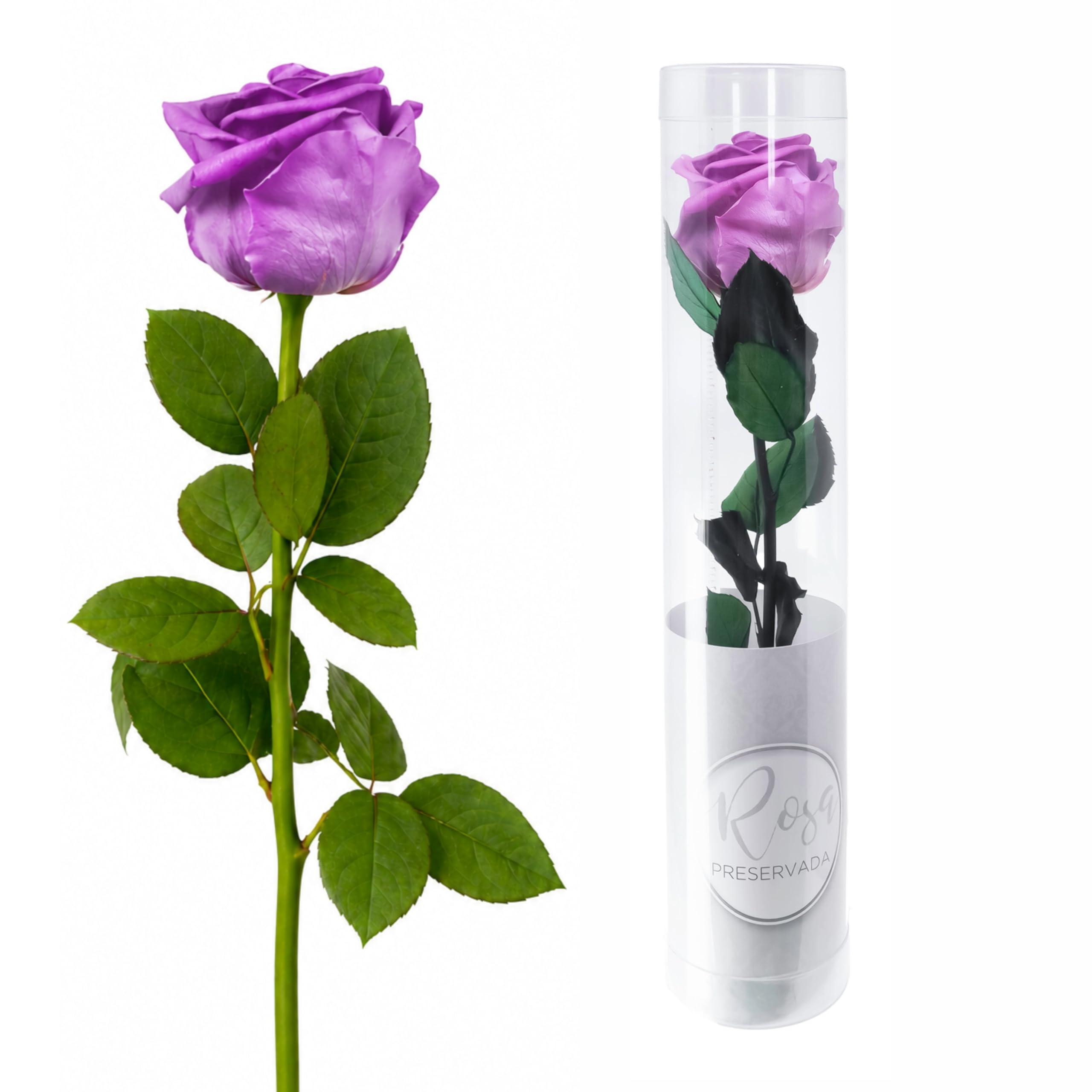 MUNTRADE 1 Rosa Preservada Natural | Rosa Eterna Roja | Detalle Romántico, Día de la Madre, San Valentín, Aniversario o Decoración | Flor Natural Conservada Decorativa — view 8