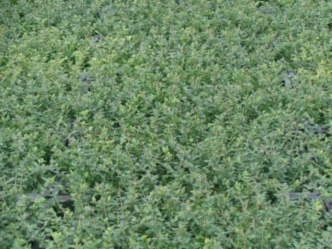 ovalblättriger liguster kaufen Ligustrum ovalifolium / Ovalblättriger Liguster main image 1