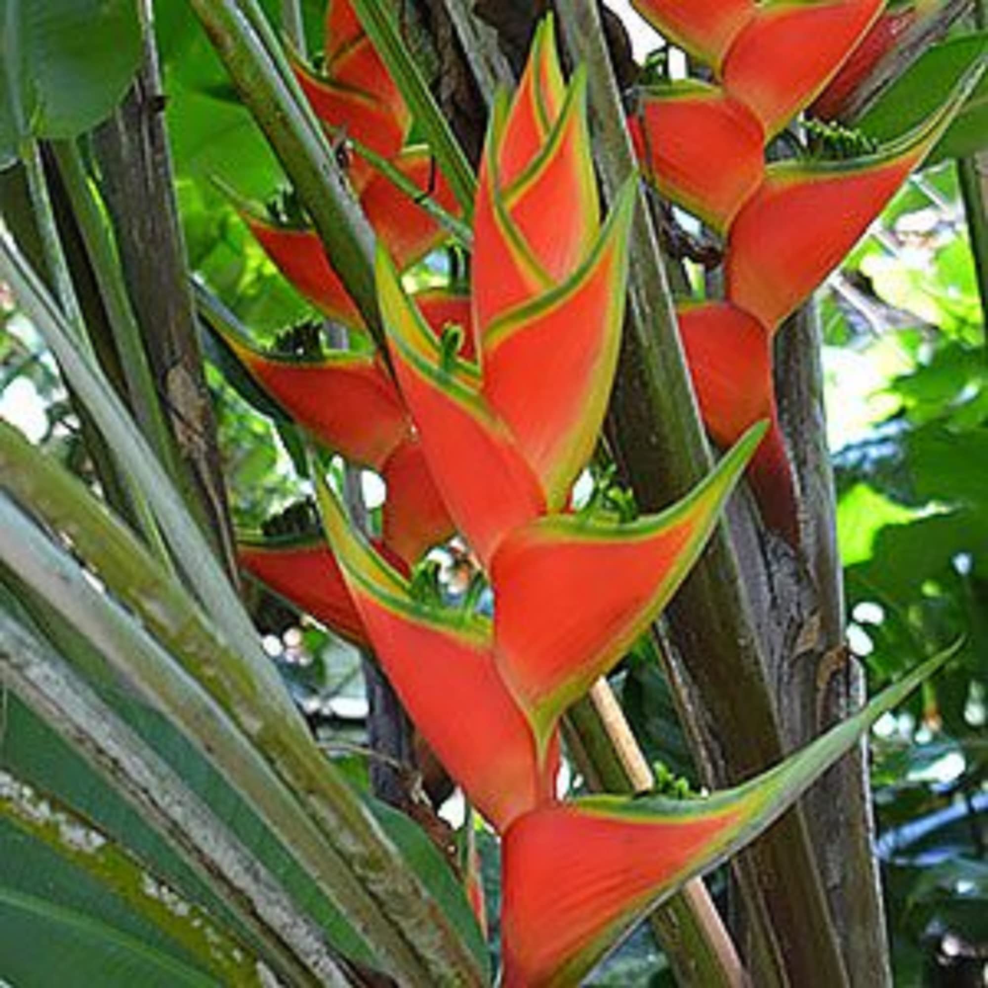 CHUXAY GARDEN Orange Heliconia Wagneriana,Bihai Wagneriana 55 Seeds Heliconia Flowering Plant Florida Native Wildflower Great for Garden Cut Flowers Low-Maintenance