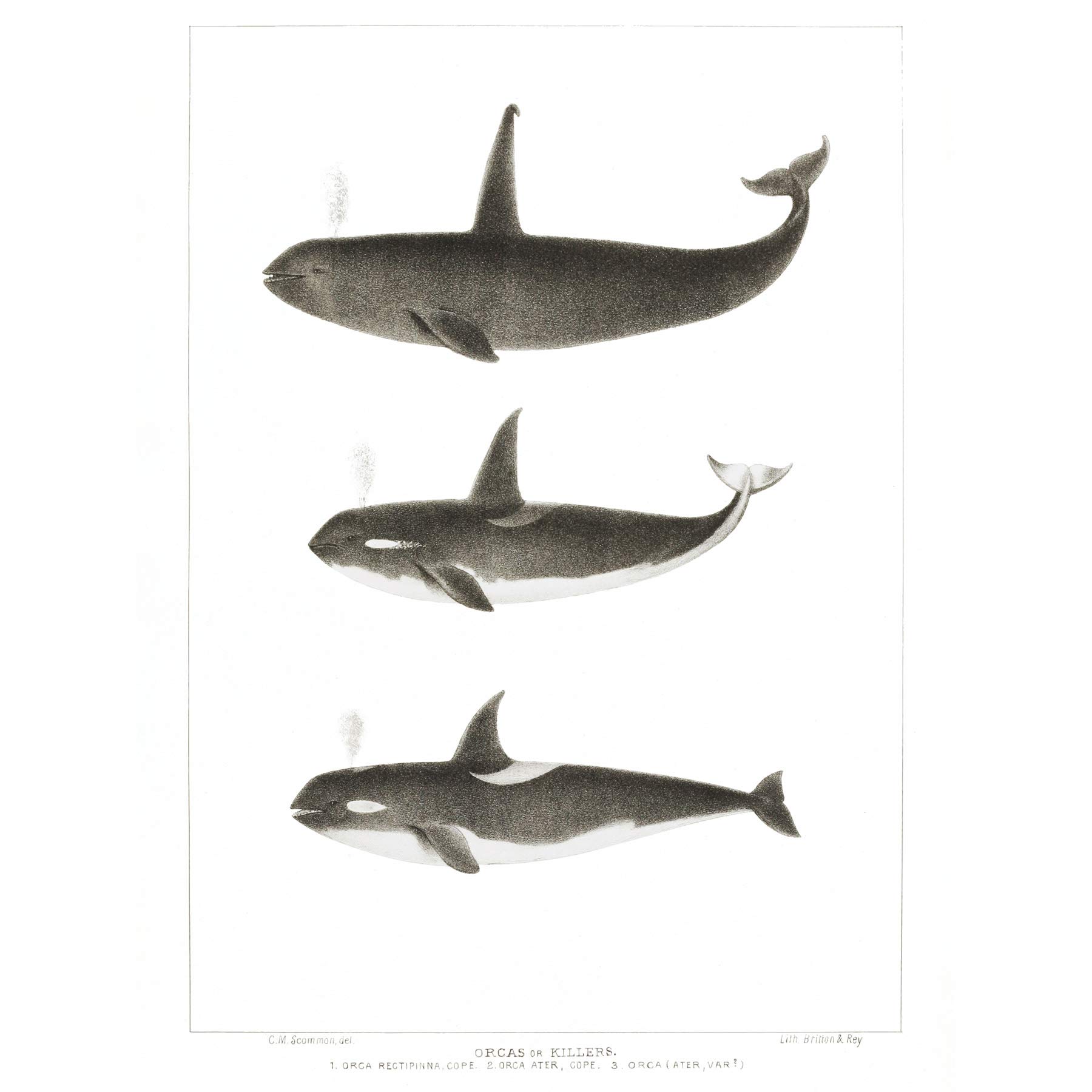 Wee Blue Coo Orca Killer Whales Art Print Poster Wall Decor