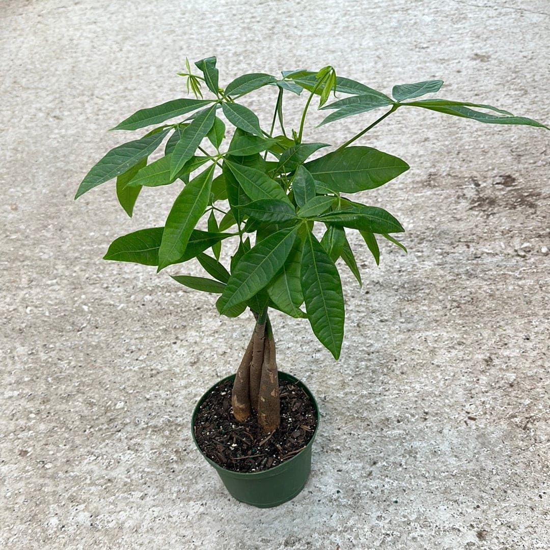 Money Tree Plant Live (Pachira Aquatica) with Braided Trunk | Indoor Bonsai Plant for Home, Office & Desk | Lucky Feng Shui Air Purifier Plant | Healthy Live Plant (Pack of 1 live plant)-picture-12